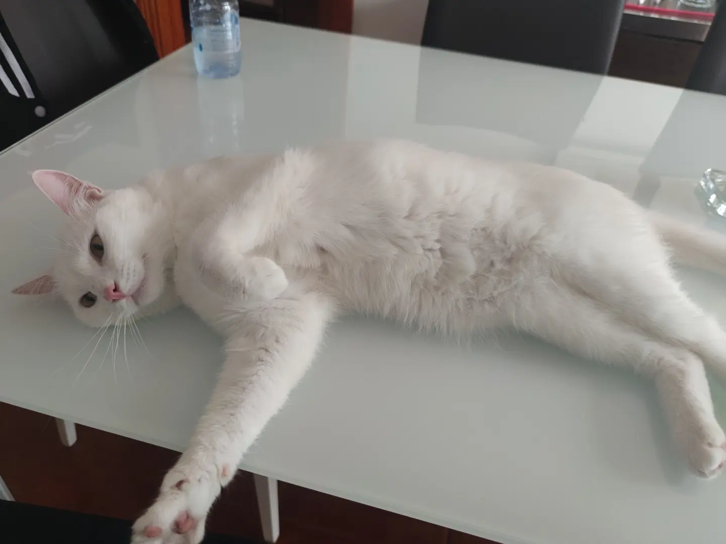 Cuidado de mascota a domicilio